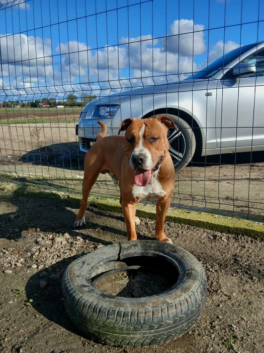 Amstaff - Reproduktor z rodowodem do krycia