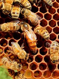Matki pszczele w klasie reprodukcyjnej 2024 Pasieka Matlęga wysyłka