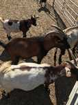 Cabras anãs puras