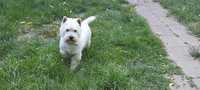 West highland white terrier- reproduktor