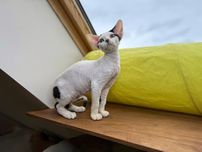 Zion King Line - Devon Rex - chlopiec wybitne ucho i glowa
