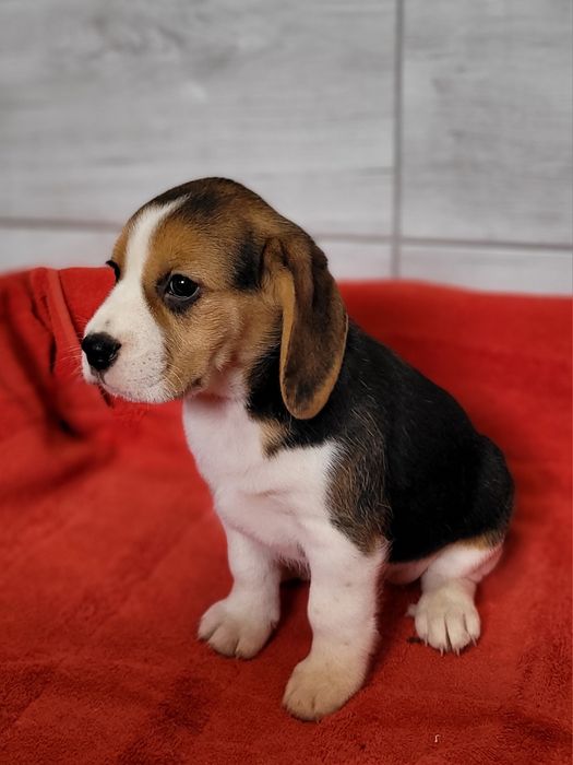 Beagle Szczeniak Maluch Śliczny