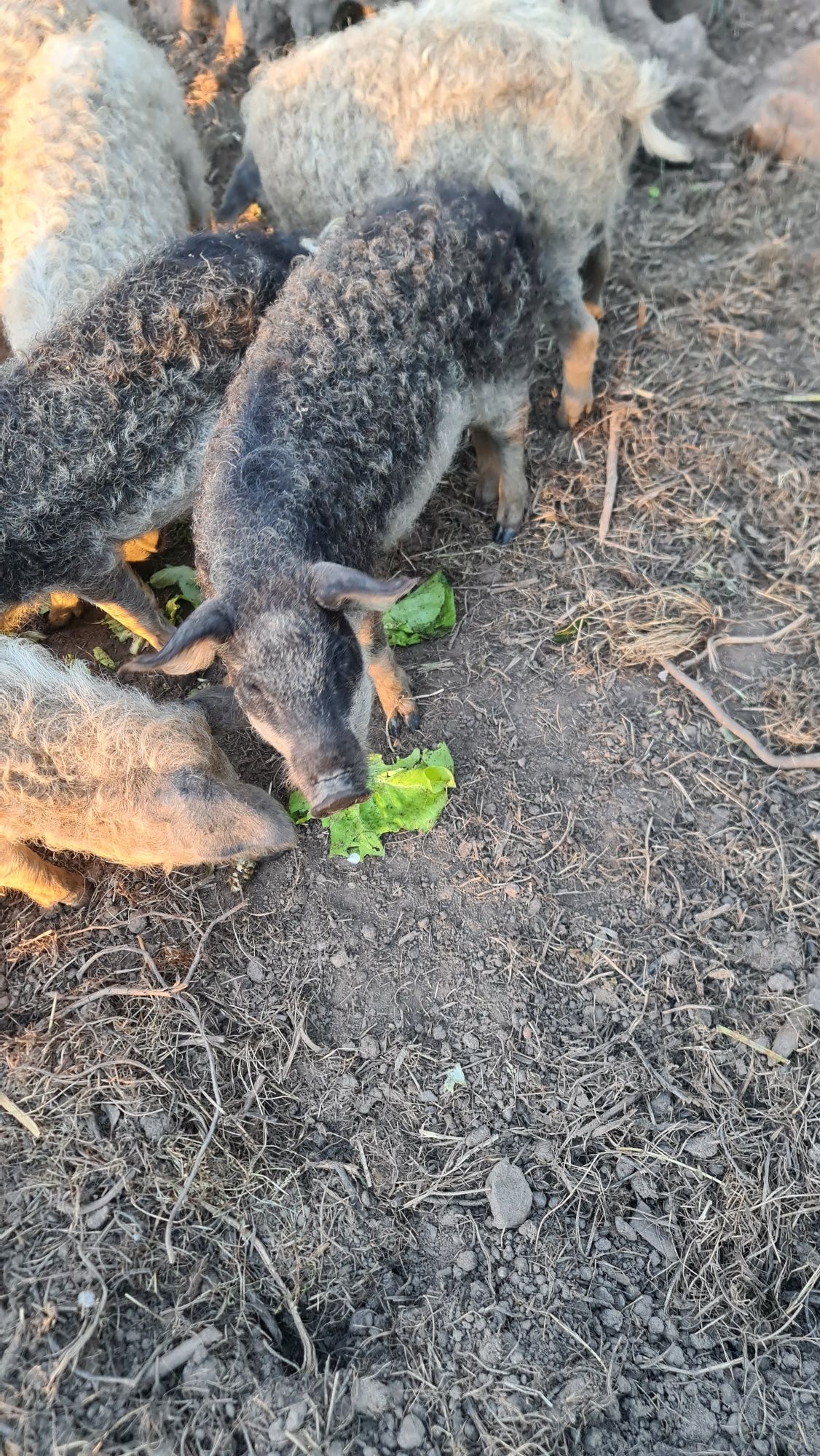 Leitoes  porco ovelha,  Mangalitsa   puro (4 meses)