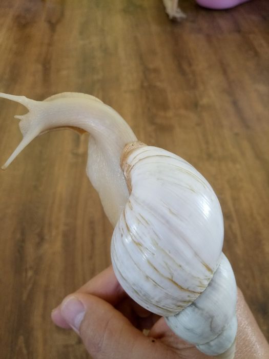 Равлики. Улитки Ахатини різного окрасу  Відправляємо по всій Україні