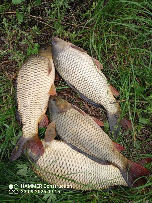 SPRZEDAM Karp pełnołuski
