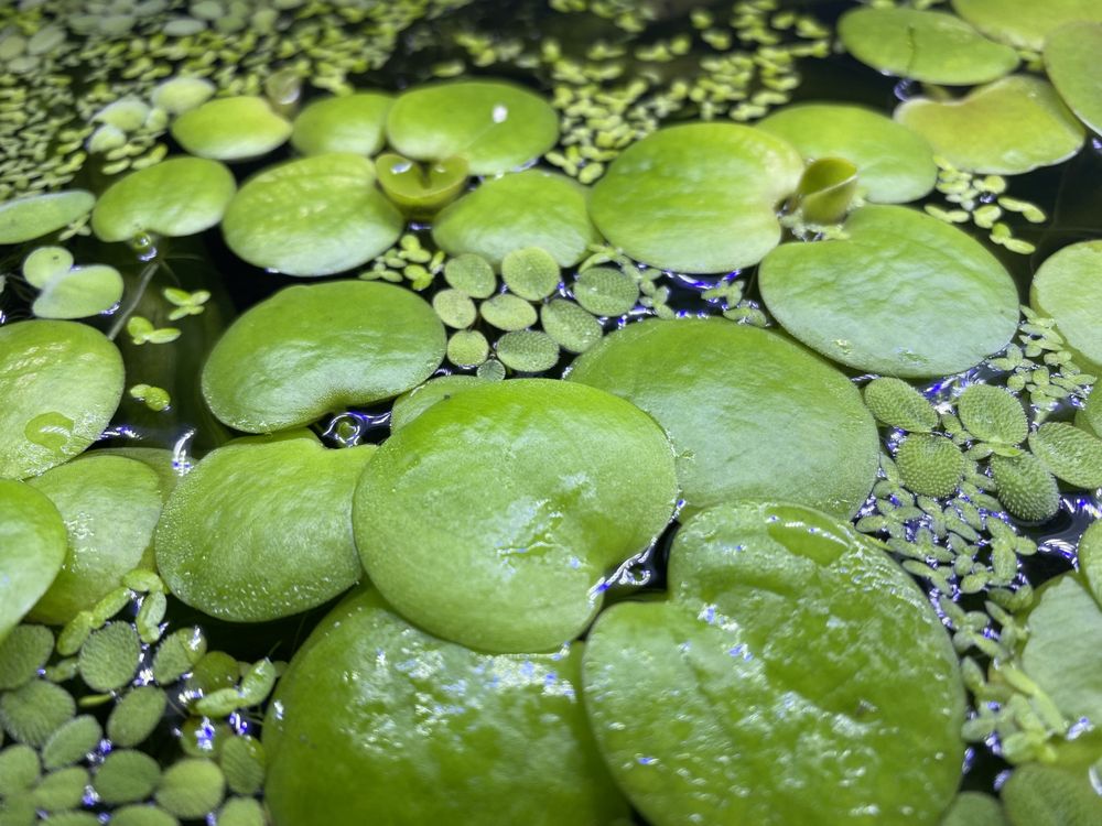 Limnobium spongia (gąbczaste), zdobi akwarium i oczyszcza wodę