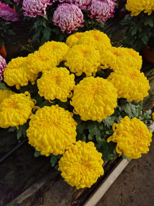 Chryzantemy drobnokwiatowe