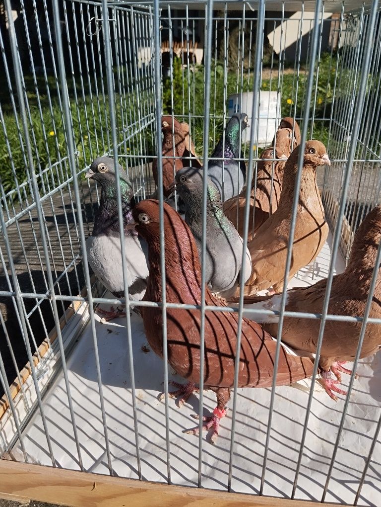 Bałogony węgierski 9 szt. Gołębie ozdobne