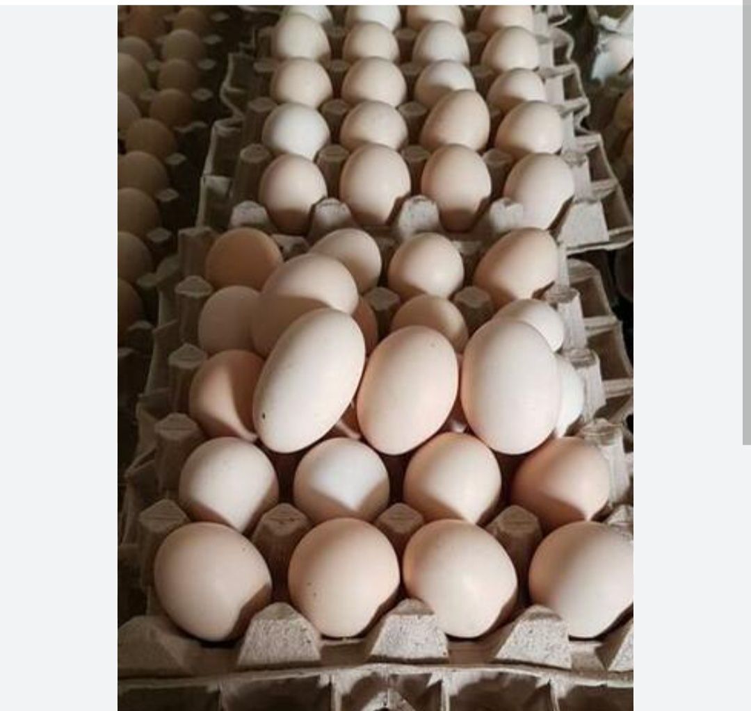 Sprzedaż wiejskich jajek