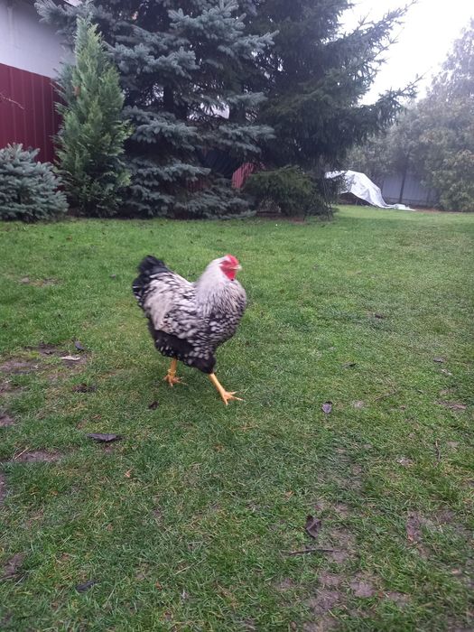 Продам півнів Віандот серебро