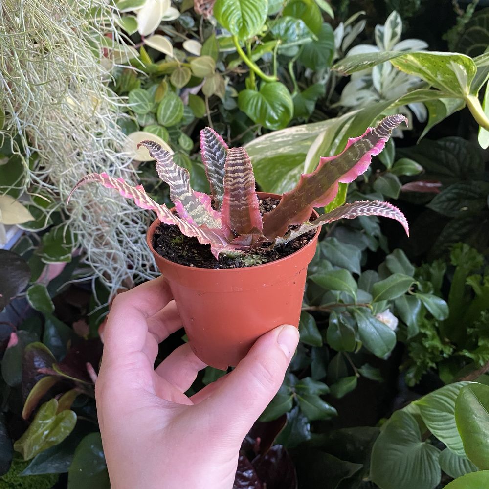 Криптантус Cryptanthus Elaine