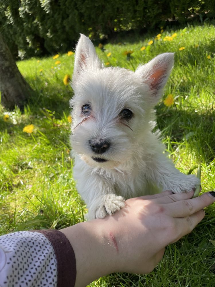 Suczka West Highland White Terrier