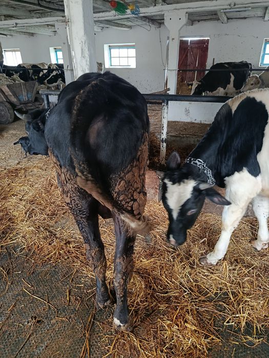 Продам бичка голштиноджерсеї