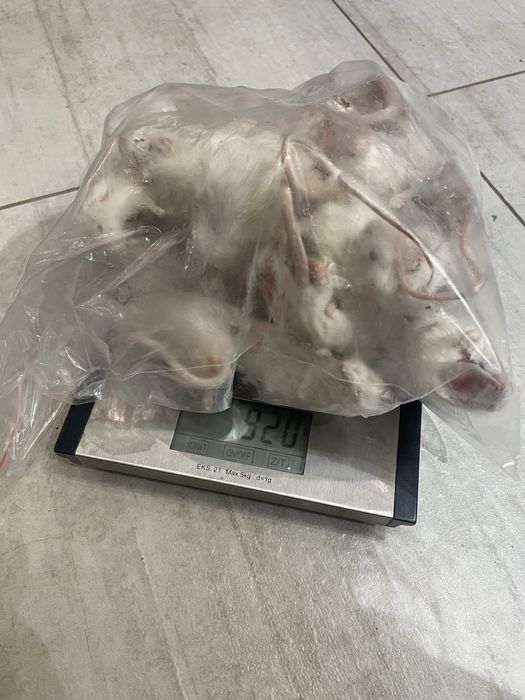 Myszy mrożone 1 kilogram (niecały) karmówka dla węża