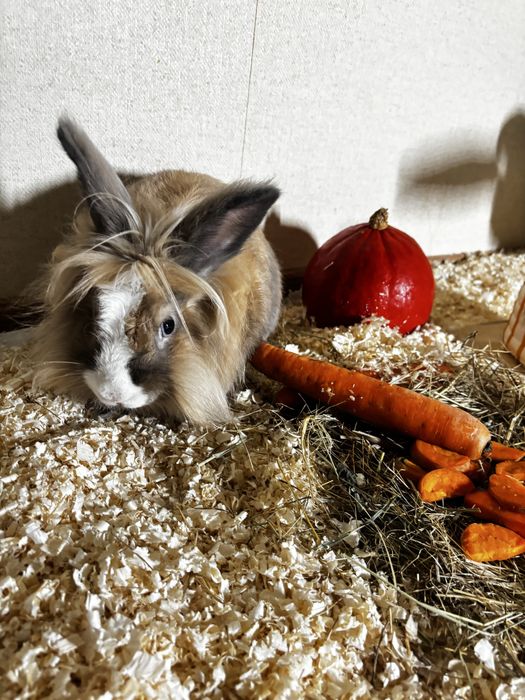 Кролик карликовий