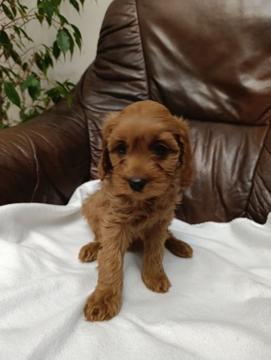 Cavapoo śliczna Suczka