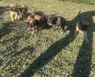 Piekna suczka szuka domu mama bokserka  tata cane corso