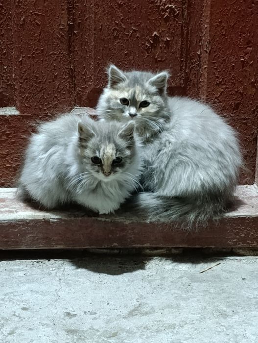 Кошенята в добрі руки