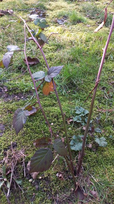 Jeżyna bezkolcowa, duże i słodkie owoce 3 szt.