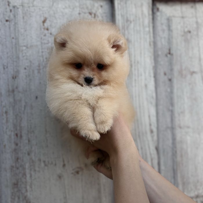 Хлопчик шоу класу тип ведмедика