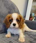 Cavalier King Charles Spaniel piesek z rodowodem