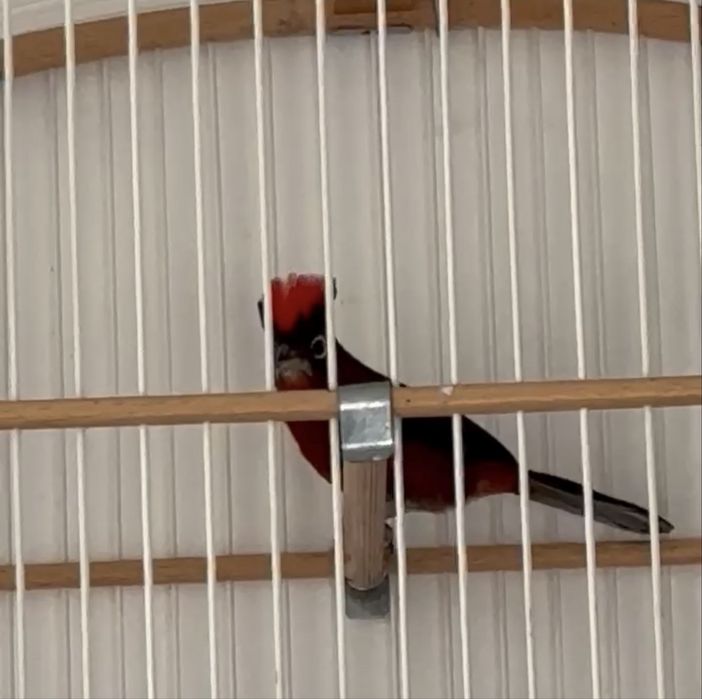 Casal de Tico Tico Rei Vermelho do Brasil