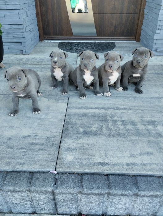 American Staffordshire Terrier