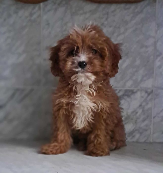 aktualne! 14tyg suczka cavapoo f1 cavalier x pudel komplet szczepień