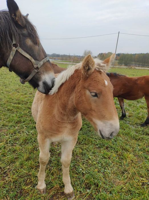 Sprzedam źrebaki Sokólskie