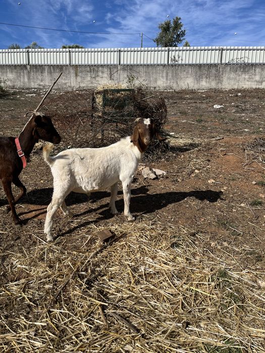 Bode  Puro boer 10 meses