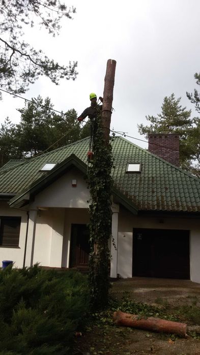 Wycinka drzew, czyszczenie działek, zwyżka, rębak, mulczer