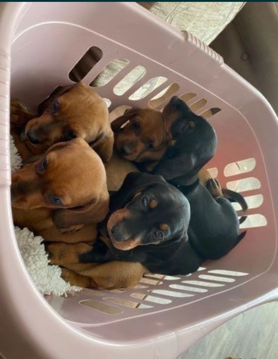 Дівчинка та хлопчик такси шукають дім