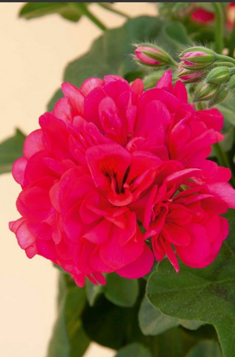 Герань, пеларгония плющелистная