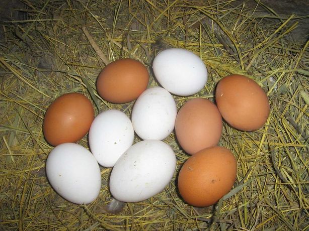 Инкубационное яйцо Ломаны ( Вайт и Браун )опт и розница
