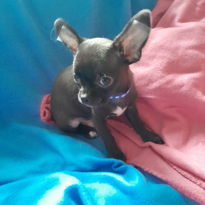 Czarny piesek Chihuahua