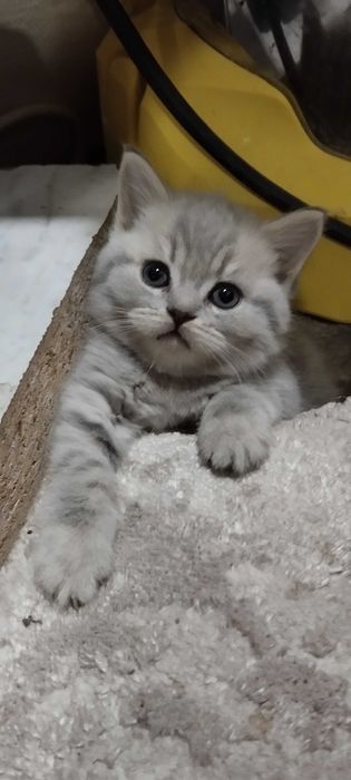 Продам чистокровних кошенят.