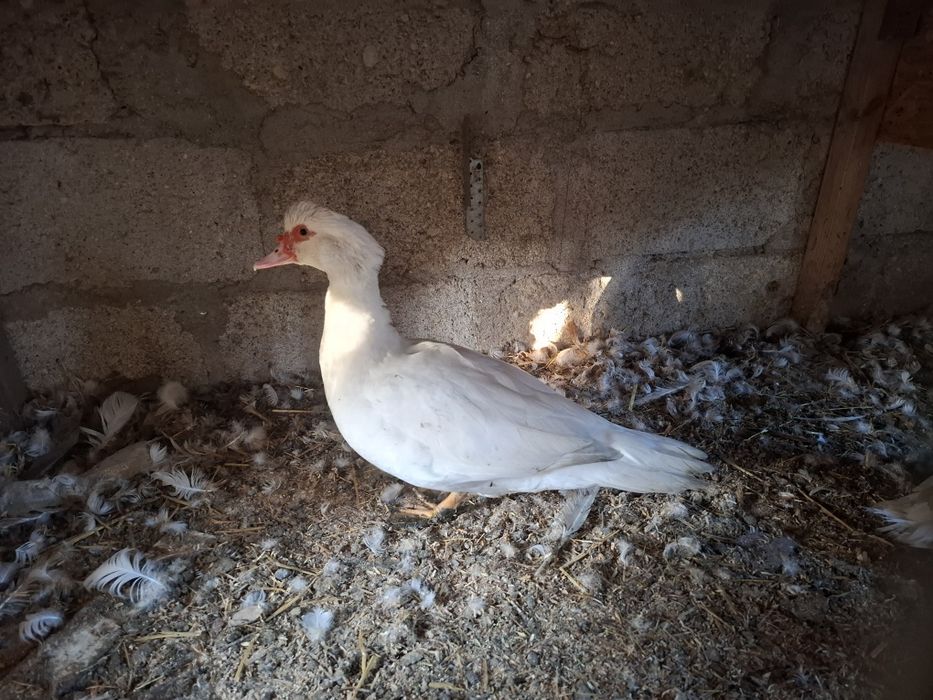 Kaczki francuskie 3 szt