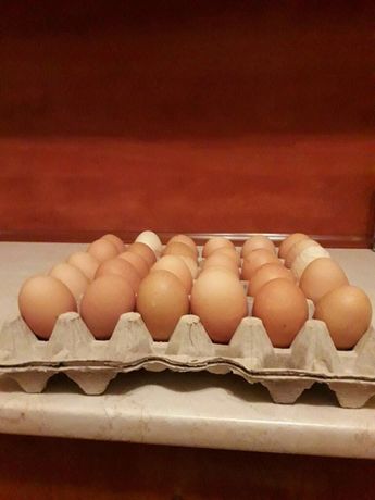 Jaja wiejskie jajka ekologiczne