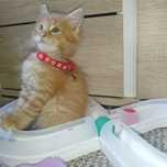 Maine Coon kocurek