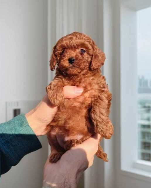 Той пудель, маленькая принцесса.