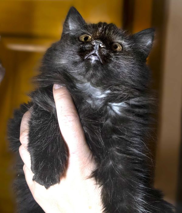 Кошеня чорний шукає дім