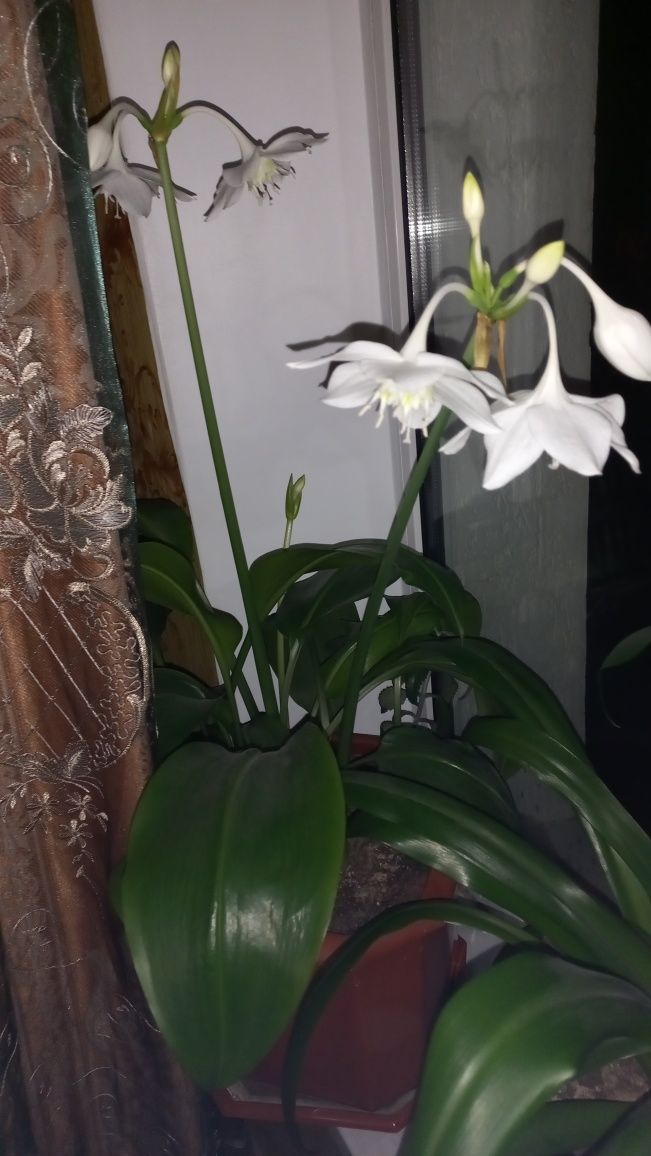 Белая  лилия ,красивый ,с горшком