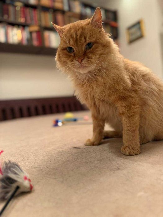 лагідний ,шикарний кіт , муркотун і пестун