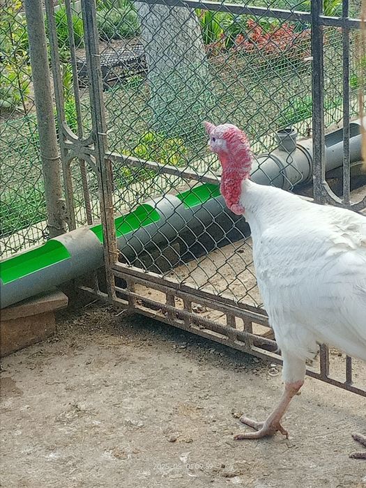 Продам индюков домашних!