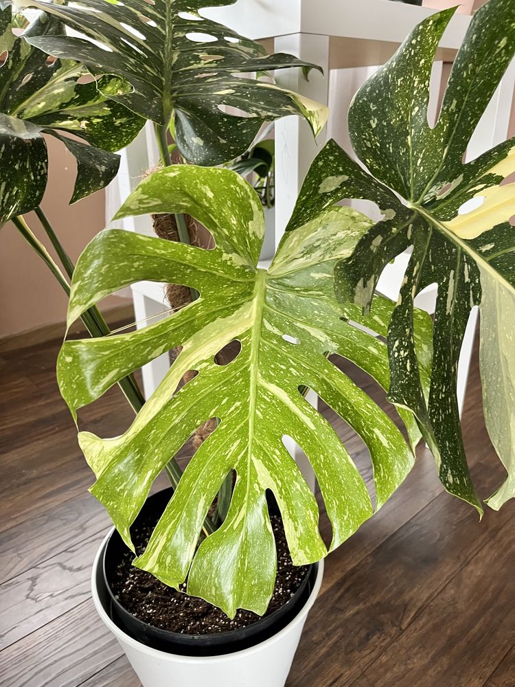 Monstera Deliciosa Variegata Thai Constellation