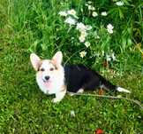 Welsh Corgi Pembroke piesek tricolor, długi ogonek ALO
