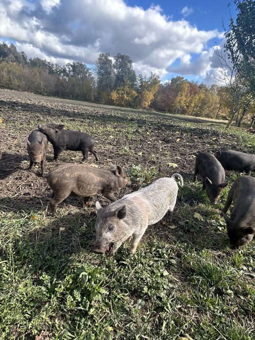 Поросята Вєтнамське+Мангалиця