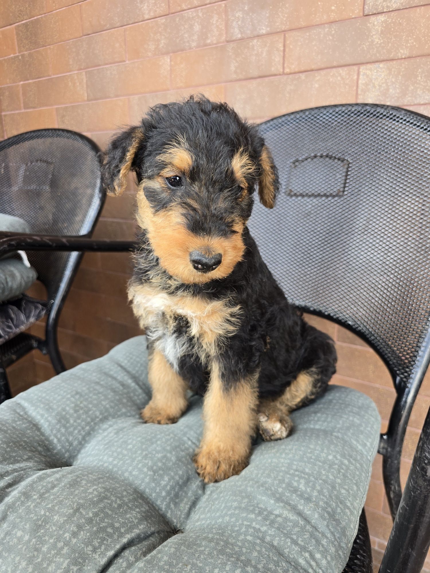 Airedale terrier szczeniak