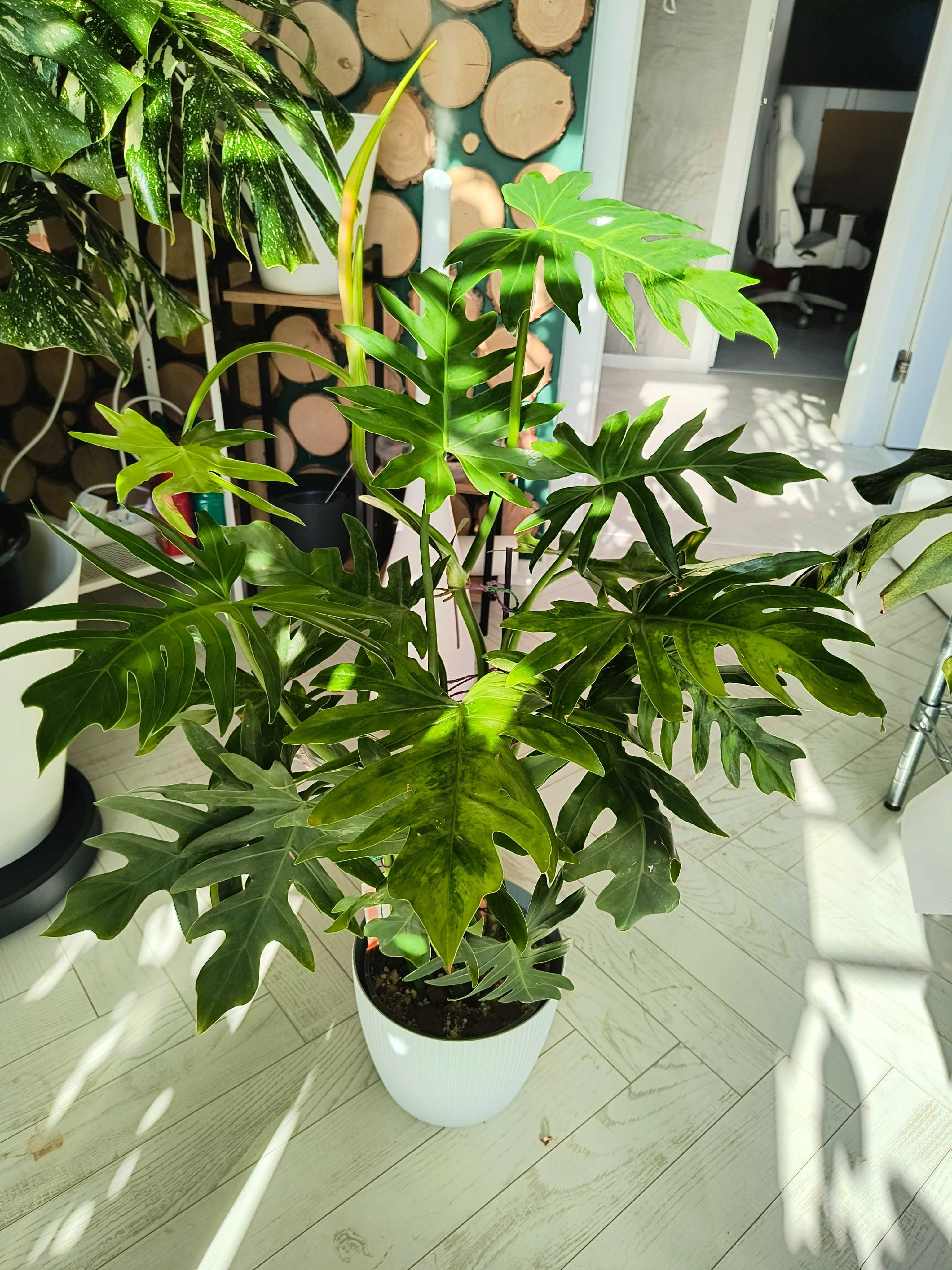 Philodendron Radiatum Variegata