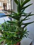 Sprzedam aloes odbiór osobisty
